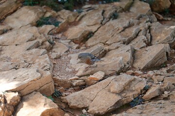 lizard on the rock