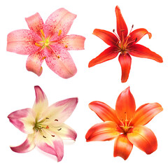 Collection yellow, pink and red lily flower isolated on white background
