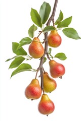 Obraz premium Artistic watercolor drawing painting of pear fruit and tree branch leaf