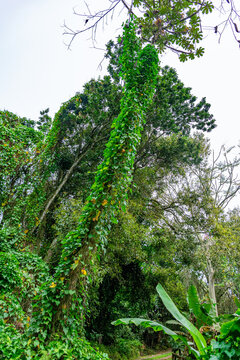 &aacute;rvore alta com plantas parasitas em seu caule
