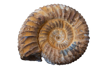 Fossilized ammonite shell, prehistoric marine life, beautiful spiral structure.