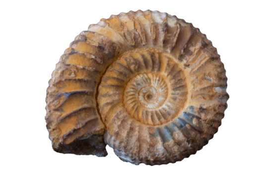 Fossilized ammonite shell, prehistoric marine life, beautiful spiral structure.