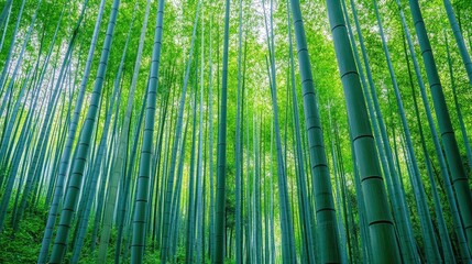 Fototapeta premium A forest of bamboo with stalks growing straight and tall, their green trunks forming natural columns in a serene and quiet setting.