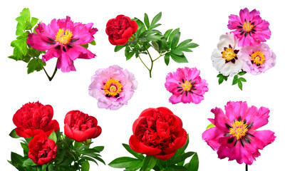 Collection peony flower isolated on white background. Floral pattern, object. Flat lay, top view