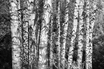 Fototapeta premium black-and-white photo with white birches