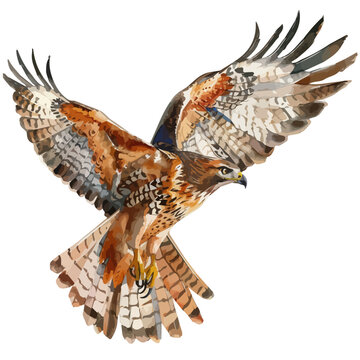 recommend clip art: Watercolor drawing of Hawk, isolated on a white background, and Hawk vector