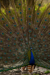 Fototapeta premium peacock with feathers