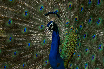 Obraz premium peacock with feathers