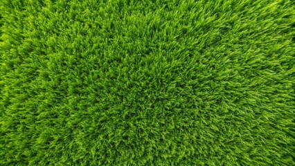green grass background