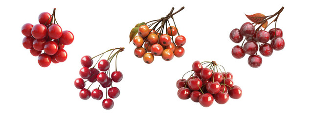 A collection of red berries on transparency background PNG