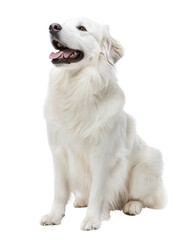Fototapeta premium Joyful Great Pyrenees Dog in Full Body Pose