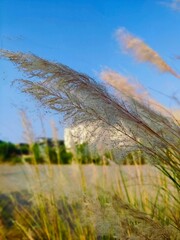 cotton grass and Blue sky