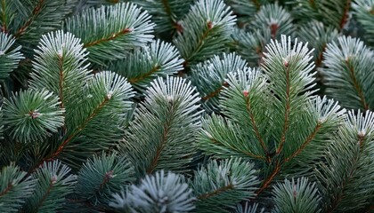Close-Up of Snow Kissed Evergreen Pine Branches with Frost Accents, Showcasing Crisp Needles in a Lush Green Texture. Serene Winter Nature Holiday Christmas New Year Background