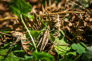 Brown cricket among leaves in the garden