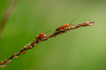 Closeup on two red bugs sitting on wheat