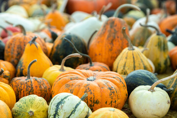 Many colorful pumpkins of different shapes