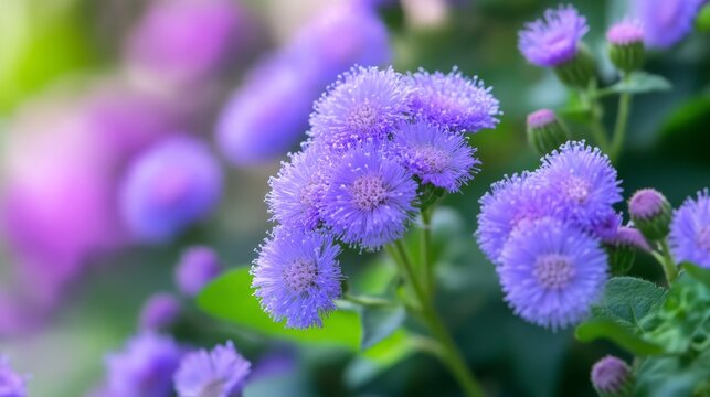 Ageratum houstonianum, commonly known as floss flower, is an evergreen tropical plant from Mexico. It belongs to the Asteraceae family and blooms from May to October.
