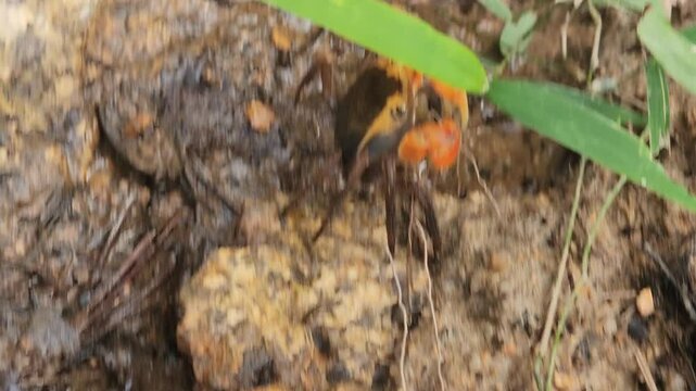 Grapsus Sesarma Haematocheir in natural habitats. Chiromantes Haematocheir is a Mudflat Crab Endemic to East Asia - South Korea. Red-clawed Crab or Akategani
