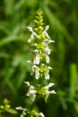 Aufrechter Ziest (Stachys recta) begegnet auf der Schwäbischen Alb