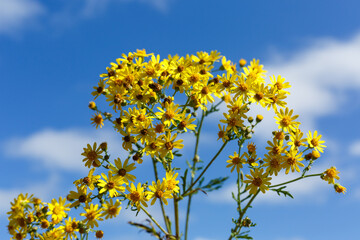 Jakobs-Greiskraut (Jacobaea vulgaris) begegnet auf der Schw&auml;bischen Alb