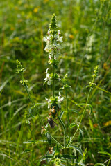 Weiße Waldhyazinthe (Platanthera bifolia) begegnet auf der Schwäbischen Alb