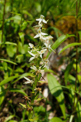 Weiße Waldhyazinthe (Platanthera bifolia) begegnet auf der Schwäbischen Alb