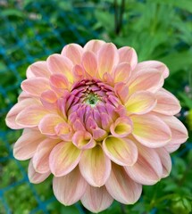 Pink dahlia 