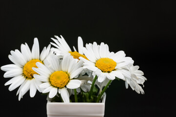 Obraz premium White daisy on a. flower bloom blossom concept. bouquet of daisies in a vase with. a bouquet of daisies in a lifestyle vase with.