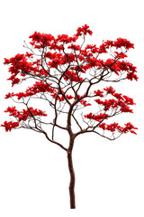 A coral tree with striking red flowers and twisted branches, isolated on transparent background, PNG file, adding a vibrant, tropical flair