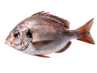 a fish on a white background