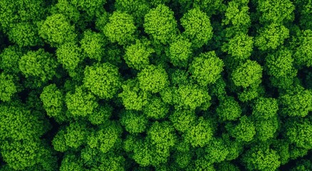 Naklejka premium Aerial view of lush green treetops, showcasing a dense forest canopy filled with vibrant foliage.