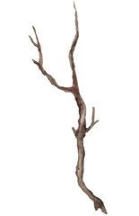  Watercolor brown defoliated tree branch, Rustic or Boho Wedding isolated illustration
