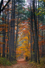 Fototapeta premium misty autumn forest