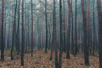 Obraz premium misty autumn forest