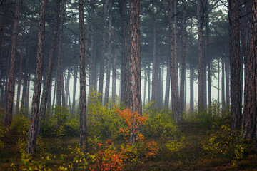 Obraz premium misty autumn forest