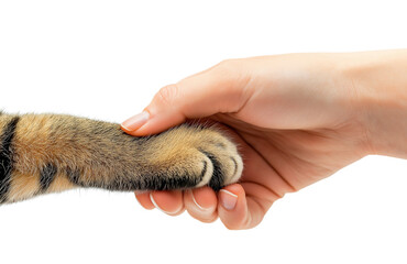 Hand Holding Cats Paw isolated on Transparent Background
