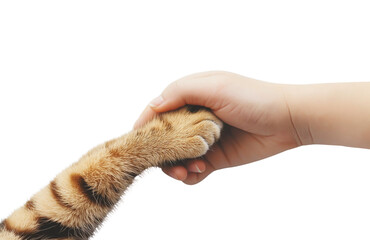 Hand Holding Cats Paw isolated on Transparent Background