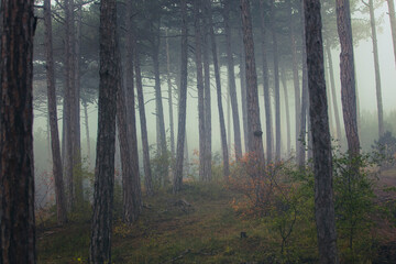 misty autumn forest in the morning