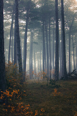 Obraz premium misty autumn forest in the morning 