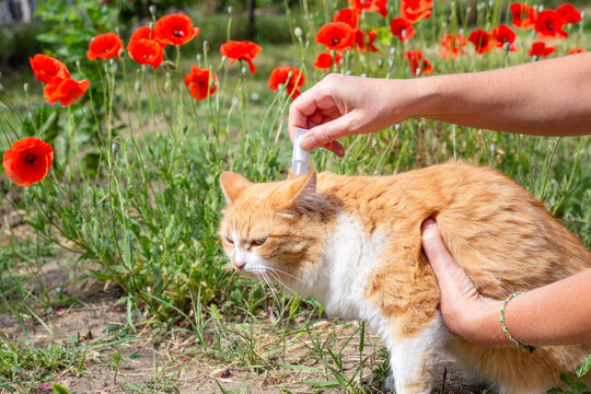 The owner of the animal drips drops from fleas on the withers of his ginger cat. Prevention and treatment of parasites in animals