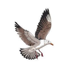 Seagull flying vector art