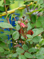 Red rose buds growing on a leafy bush