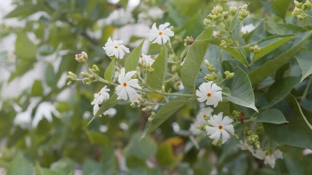 Night blooming jasmine, coral jasmine, harsingar, parijat, branch with fresh flowers in light cool breeze