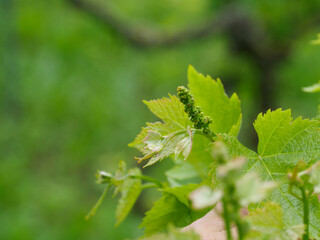 Close up of wine grape flower buds developing on vine in spring