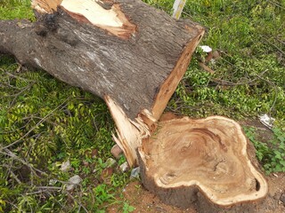 A tree cut down to make way for road construction, highlighting the environmental impact of development and the loss of green spaces for infrastructure expansion.