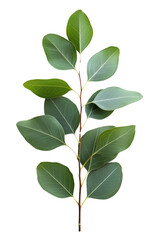 A eucalyptus tree with long, slender leaves and smooth bark, isolated on transparent background, PNG file, showcasing its natural elegance