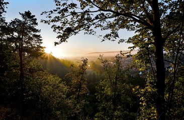 sunset in the forest