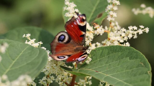 European Peacock butterfly (Aglais io, Inachis io) feeds on buddleia