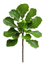 A fig tree with broad leaves and visible fruits, isolated on transparent background, PNG file, presenting a rustic and fertile feel