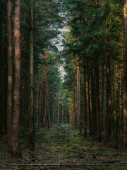 Fototapeta premium Monokultur Fichte Kiefer mit Rückegasse und Moos